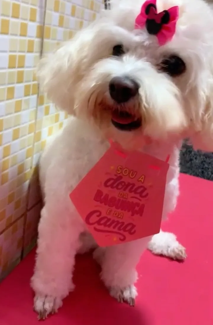 Maltês depois do banho com lacinho