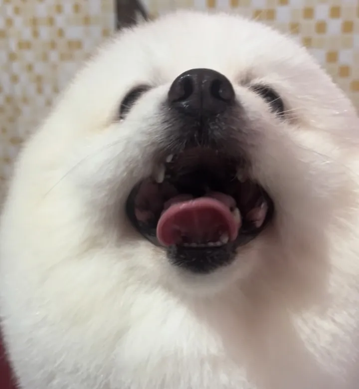 Cão samoieda sorrindo